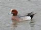 Eurasian Wigeon (Mareca penelope) Male