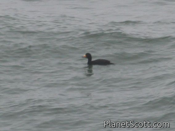 Black Scoter (Melanitta nigra) Male