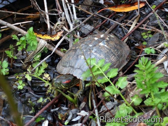 Red-eared Slider (Trachemys scripta)