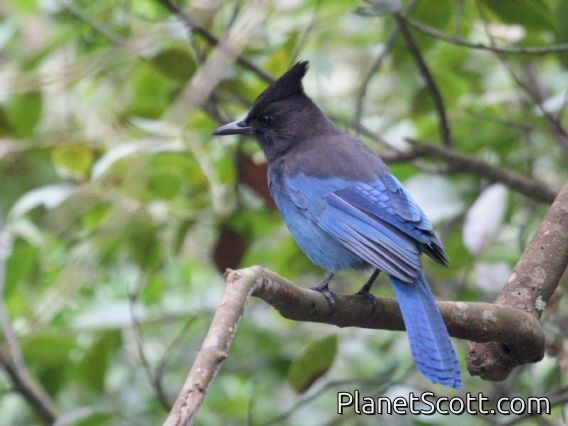 Steller's Jay (Cyanocitta stelleri)