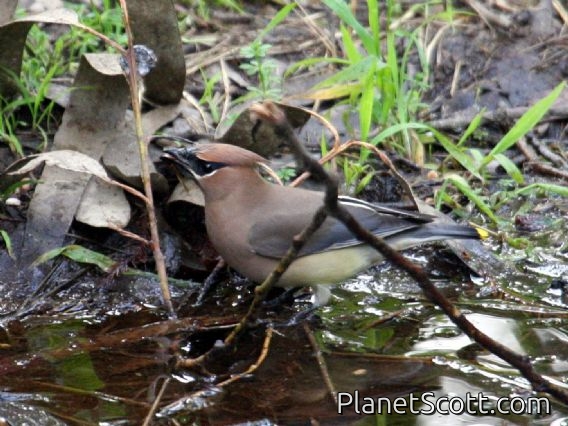 Cedar Waxwing (Bombycilla cedrorum)