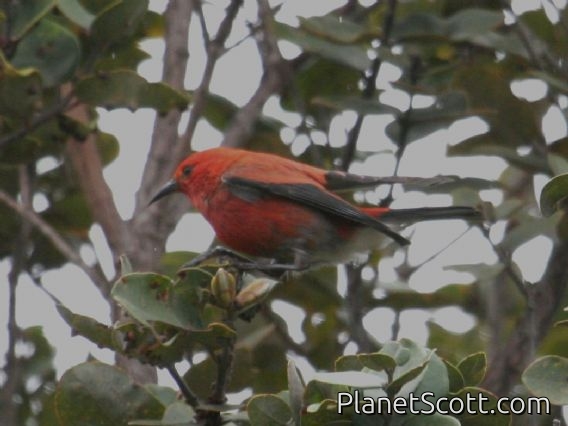 Apapane (Himatione sanguinea)