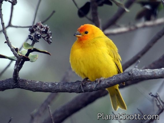 Saffron Finch (Sicalis flaveola)