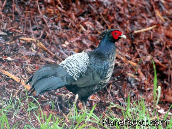 Kalij Pheasant (Lophura leucomelanos) Male
