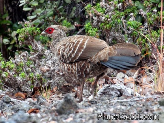Kalij Pheasant (Lophura leucomelanos) Female