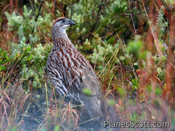 Erckel's Francolin (Pternistis erckelii)