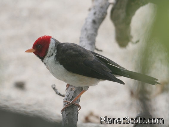 Yellow-billed Cardinal (Paroaria capitata) 