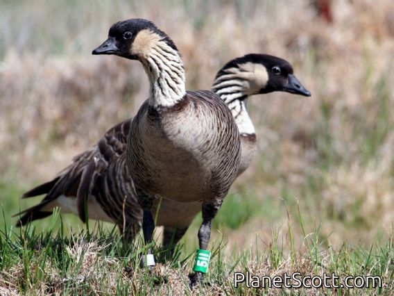 Nene (Branta sandvicensis)