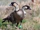 Nene (Branta sandvicensis)