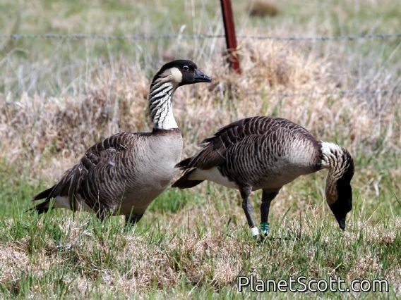 Nene (Branta sandvicensis)