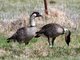 Nene (Branta sandvicensis)