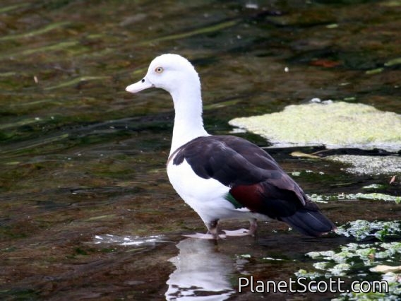 Egyptian Goose (Alopochen aegyptiacus) Oddly colored individual, Hawaii