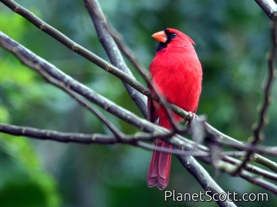 Northern Cardinal (Cardinalis cardinalis) Male