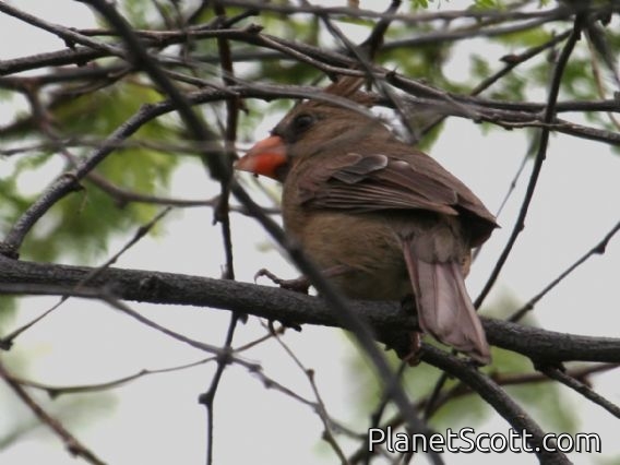 Northern Cardinal (Cardinalis cardinalis) Female