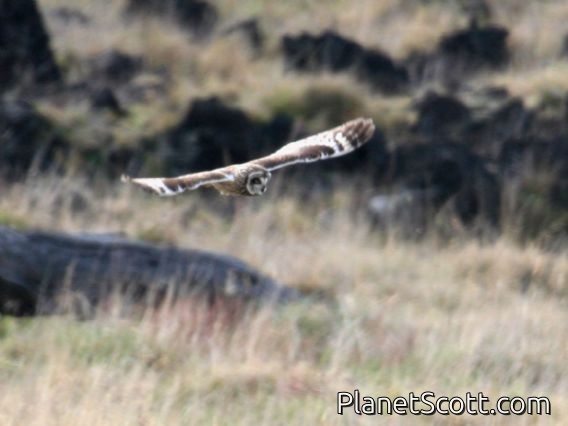 Short-eared Owl (Asio flammeus)
