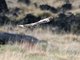 Short-eared Owl (Asio flammeus)