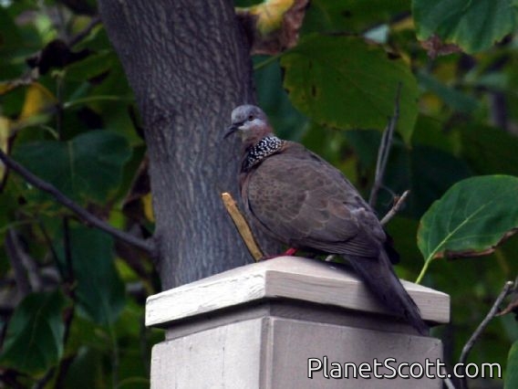 Spotted Dove (Streptopelia chinensis)