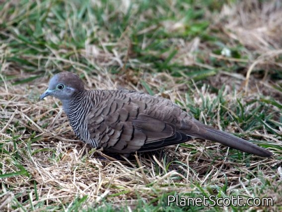 Zebra Dove (Geopelia striata)