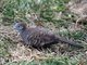 Zebra Dove (Geopelia striata)