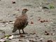 Grey Francolin (Francolinus pondicerianus) 