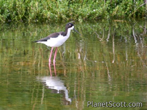 Black-necked Stilt (Himantopus mexicanus) Hawaii ssp