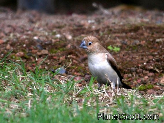 White-throated Munia (Lonchura malabarica) 
