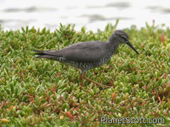 Wandering Tattler (Tringa incana) Breeding