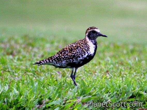 Pacific Golden-Plover (Pluvialis fulva) Breeding