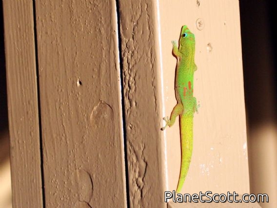Gold Dust Day Gecko (Phelsuma laticauda)