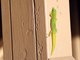 Gold Dust Day Gecko (Phelsuma laticauda)