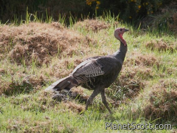 Wild Turkey (Meleagris gallopavo)