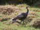 Wild Turkey (Meleagris gallopavo)