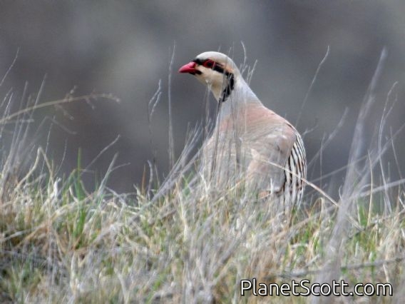 Chukar (Alectoris chukar)