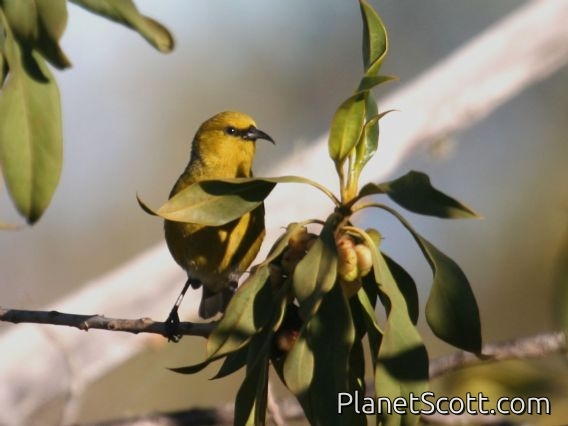 Common Amakihi (Chlorodrepanis virens)