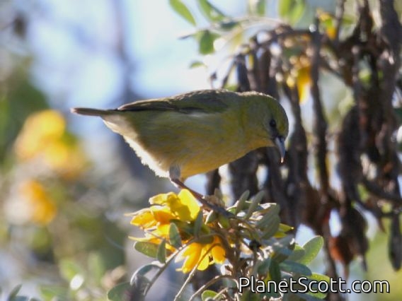 Common Amakihi (Chlorodrepanis virens)