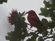 Iiwi (Drepanis coccinea)