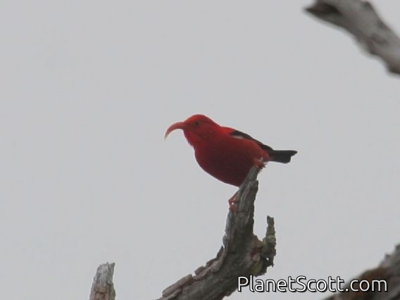 Iiwi (Drepanis coccinea)