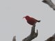 Iiwi (Drepanis coccinea)