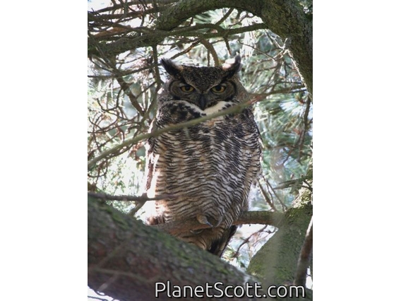 Great Horned Owl (Bubo virginianus)