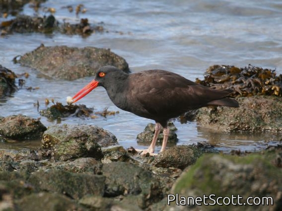 Black Oystercatcher (Haematopus bachmani)