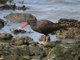 Black Oystercatcher (Haematopus bachmani)