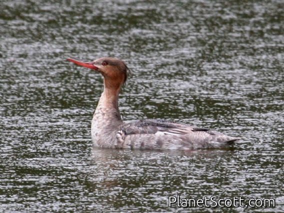 Red-breasted Merganser (Mergus serrator) Female