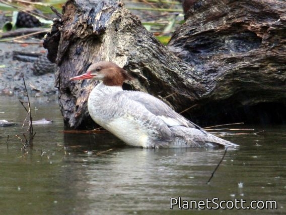 Common Merganser (Mergus merganser) Female