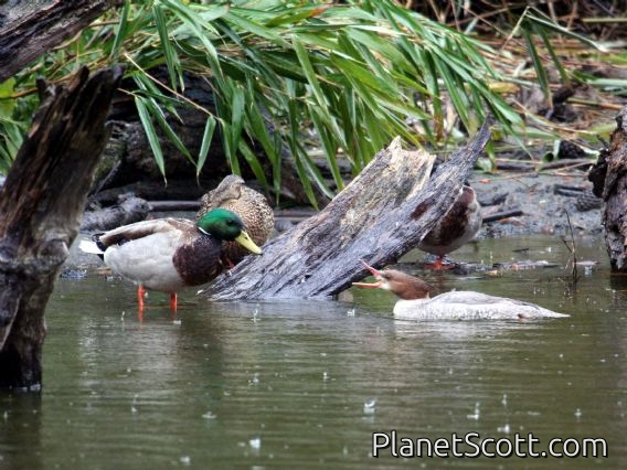 Common Merganser (Mergus merganser) Female Scolds Mallard