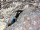 Western Fence Lizard - Sceloporus occidentalis