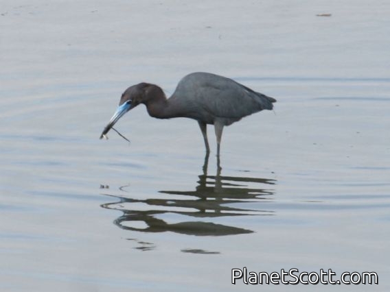 Little Blue Heron (Egretta caerulea)