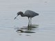 Little Blue Heron (Egretta caerulea)