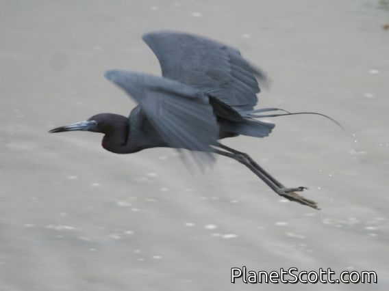 Little Blue Heron (Egretta caerulea)