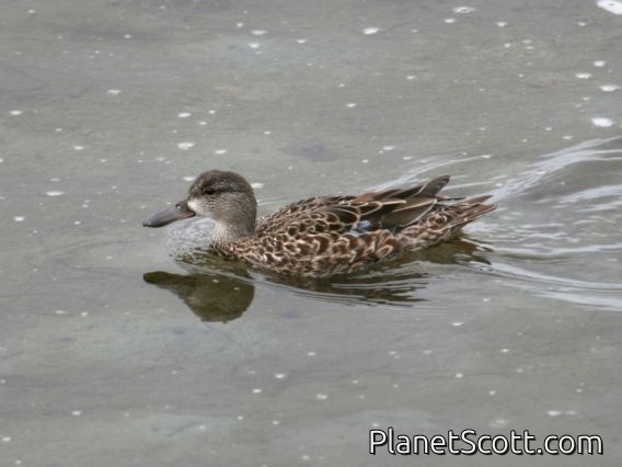 Blue-winged Teal (Spatula discors) Female