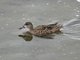 Blue-winged Teal (Spatula discors) Female